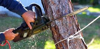 Best Hazardous Tree Removal  in Keyes, CA