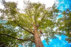 Best Tree Preservation Services  in Keyes, CA