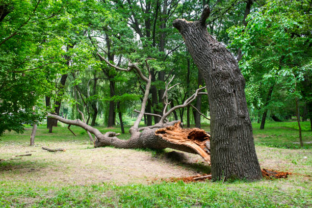 Best Utility Line Clearance  in Keyes, CA