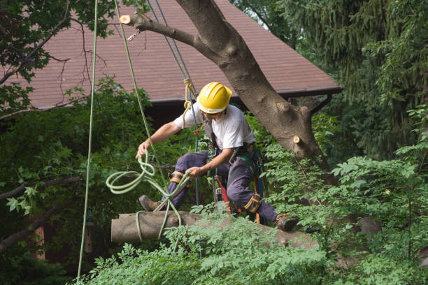 Best Tree Maintenance Programs  in Keyes, CA