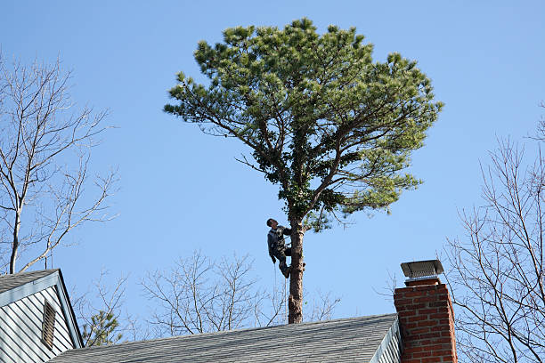 Best Tree Mulching  in Keyes, CA