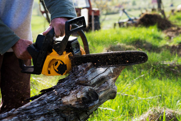 Best Commercial Tree Services  in Keyes, CA